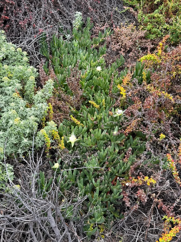 Carpobrotus Edulis