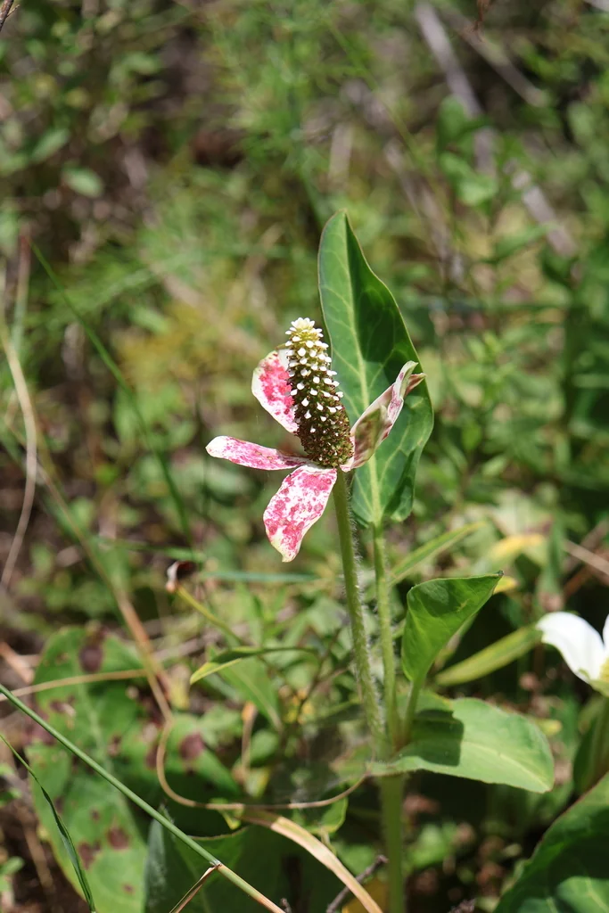 Anemopsis Californica
