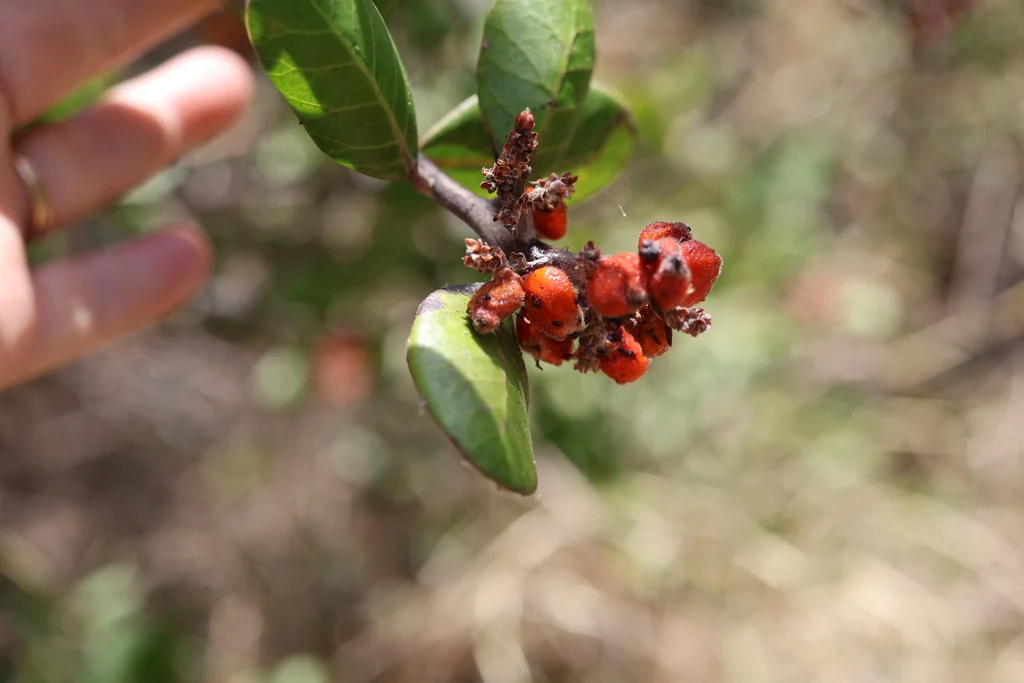 Rhus Integrifolia