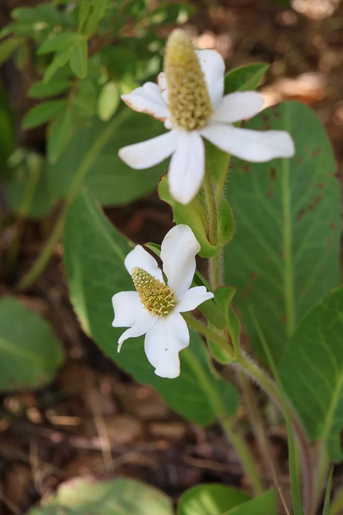 Anemopsis Californica