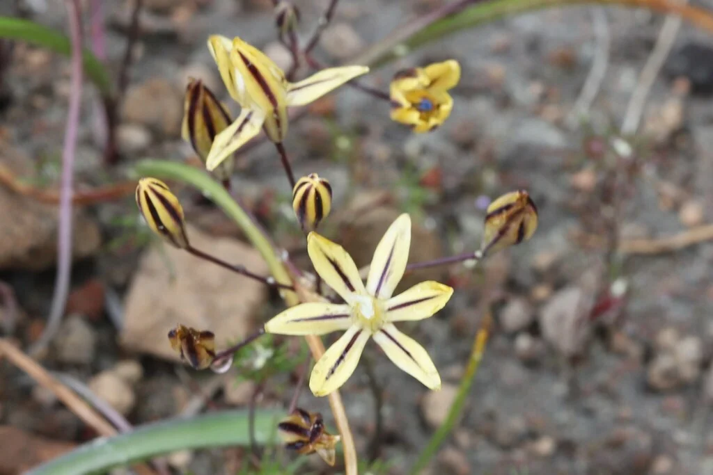 Triteleia Ixioides