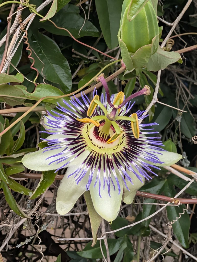 Passiflora Caerulea