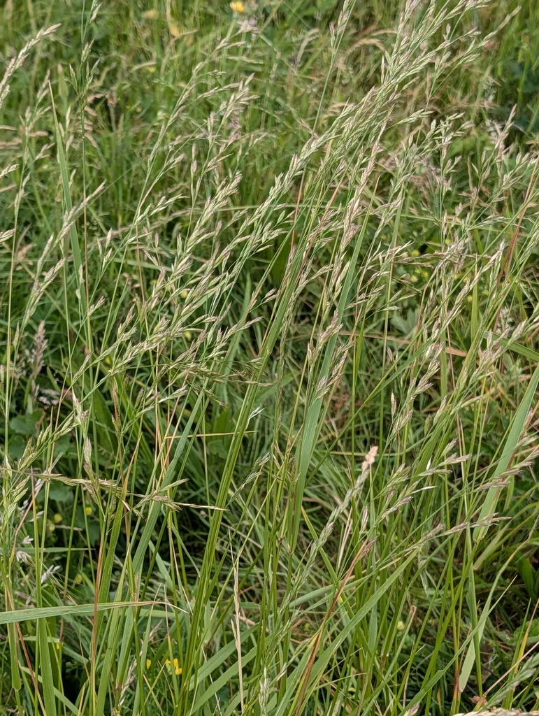 Festuca arundinacea