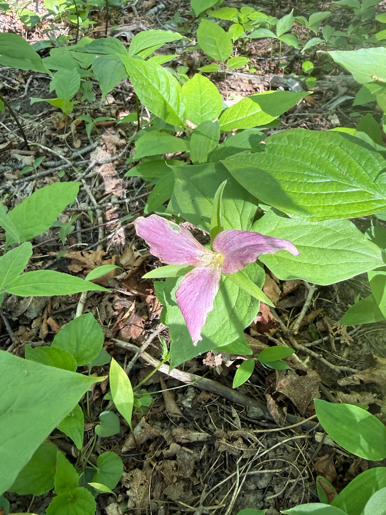 Trillium Grandiflorum