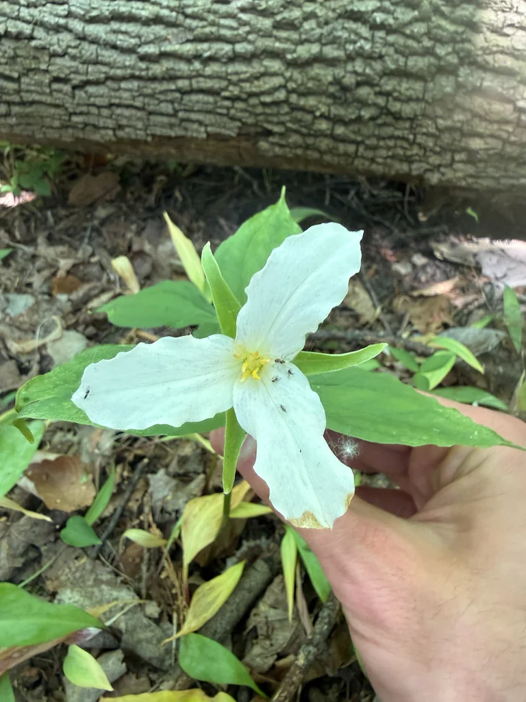 Trillium Grandiflorum