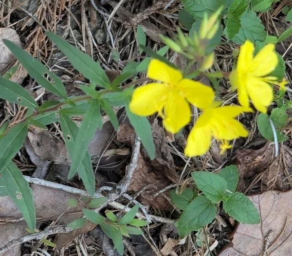 Oenothera Fruticosa