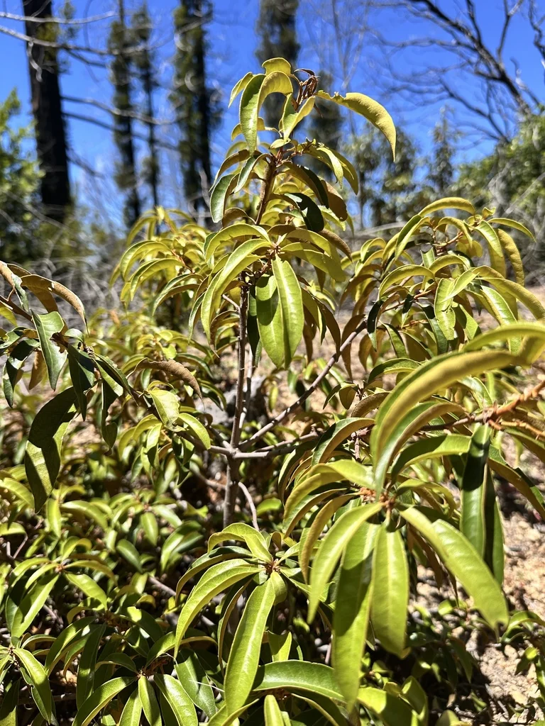 Chrysolepis Chrysophylla
