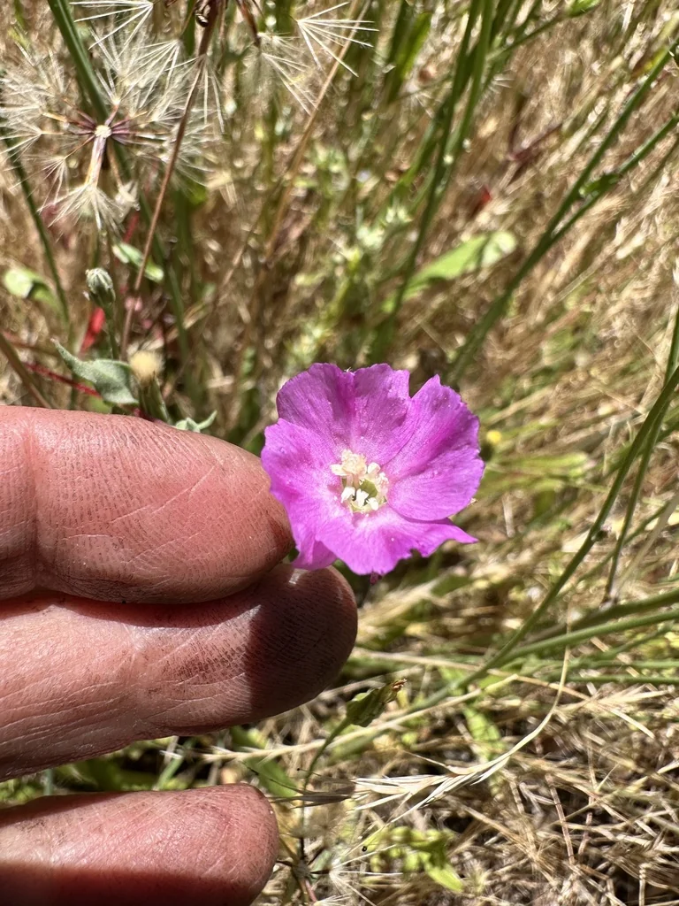 Clarkia Purpurea