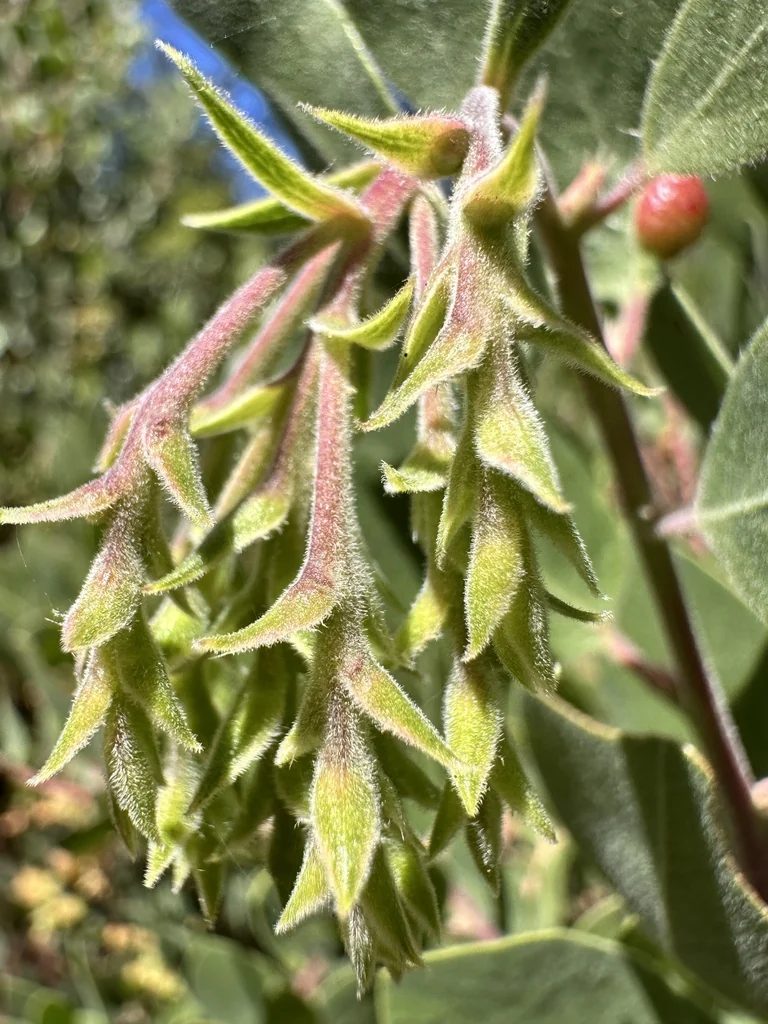 Arctostaphylos Glandulosa