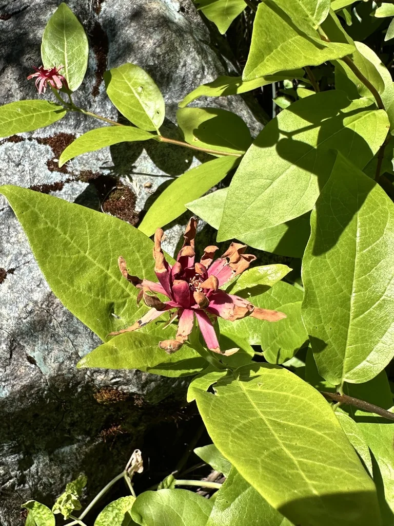 Calycanthus Occidentalis