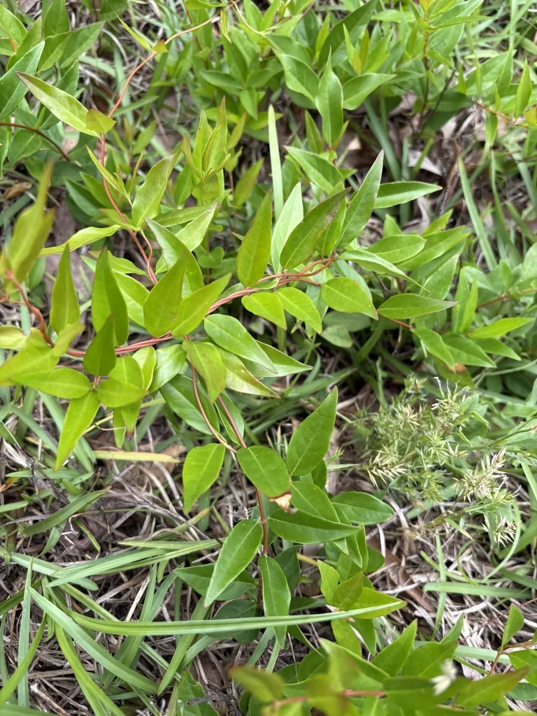 Gelsemium Sempervirens