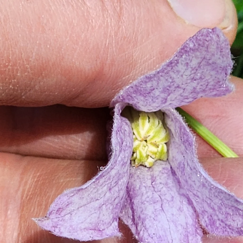 Clematis Columbiana