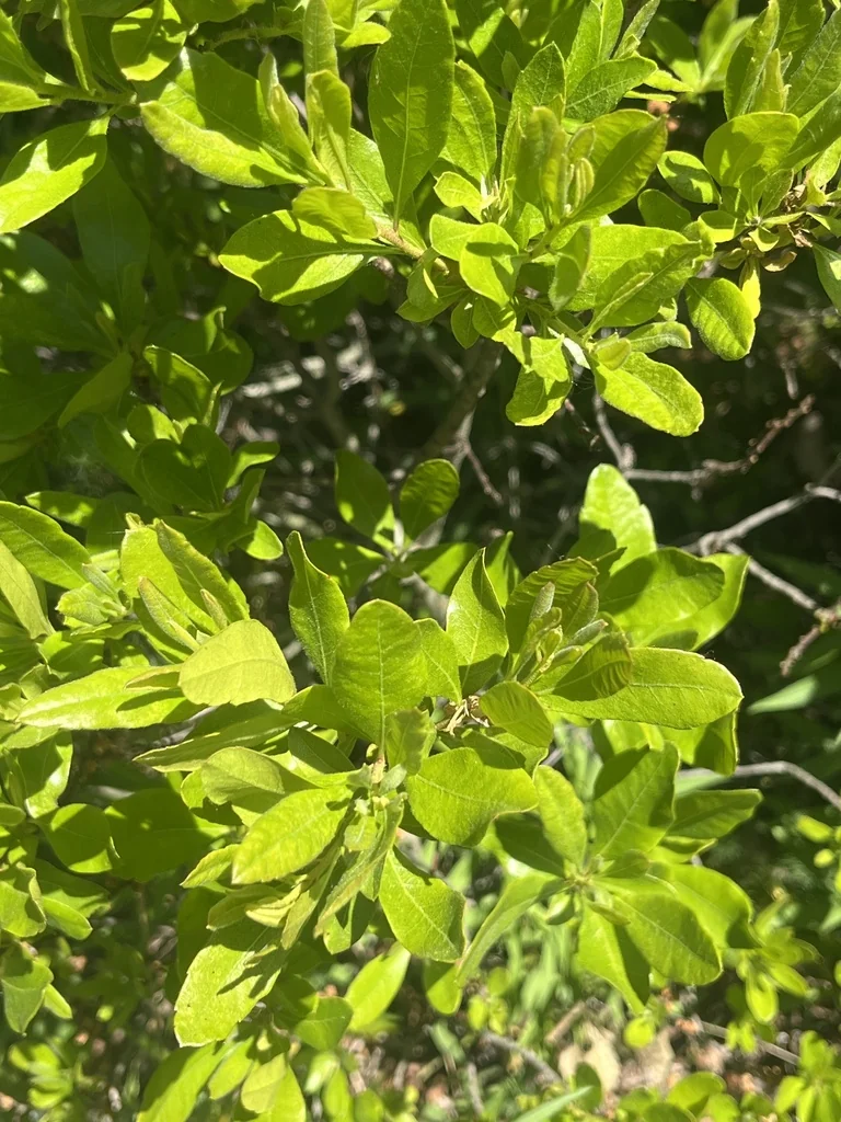 Myrica Pensylvanica