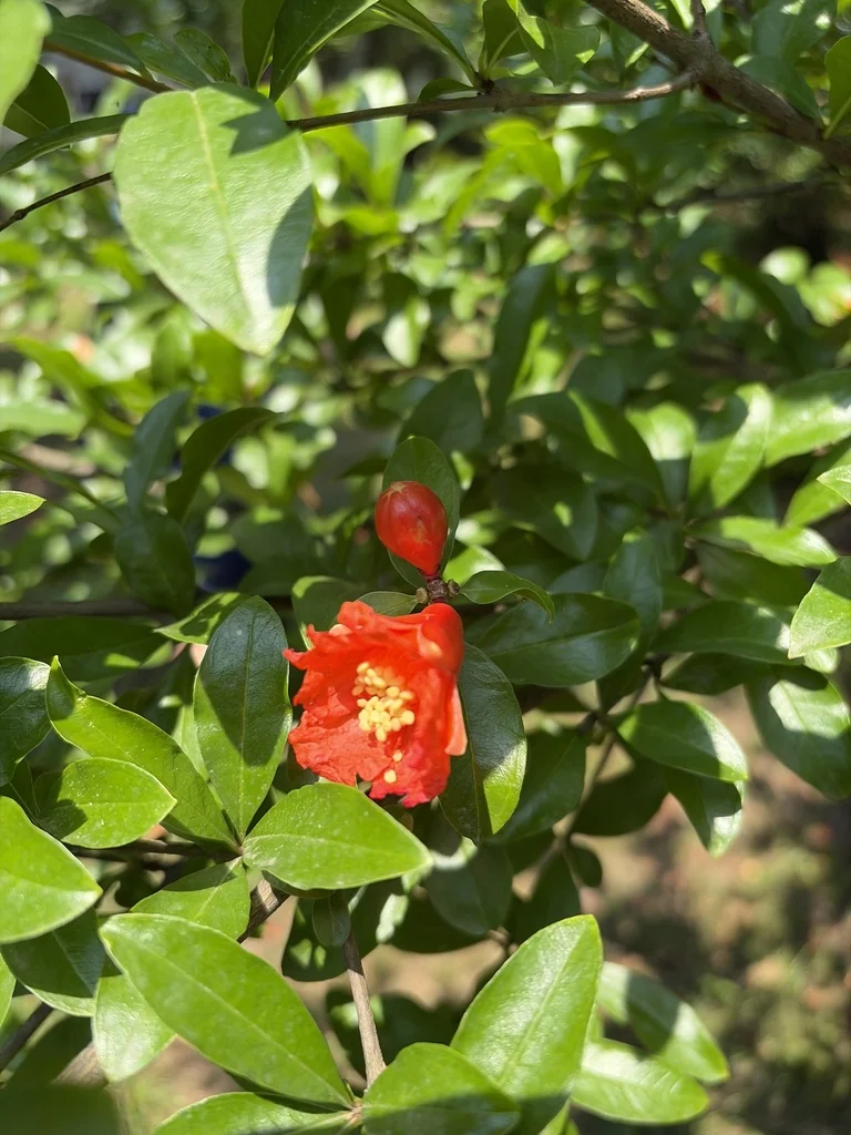 Punica granatum