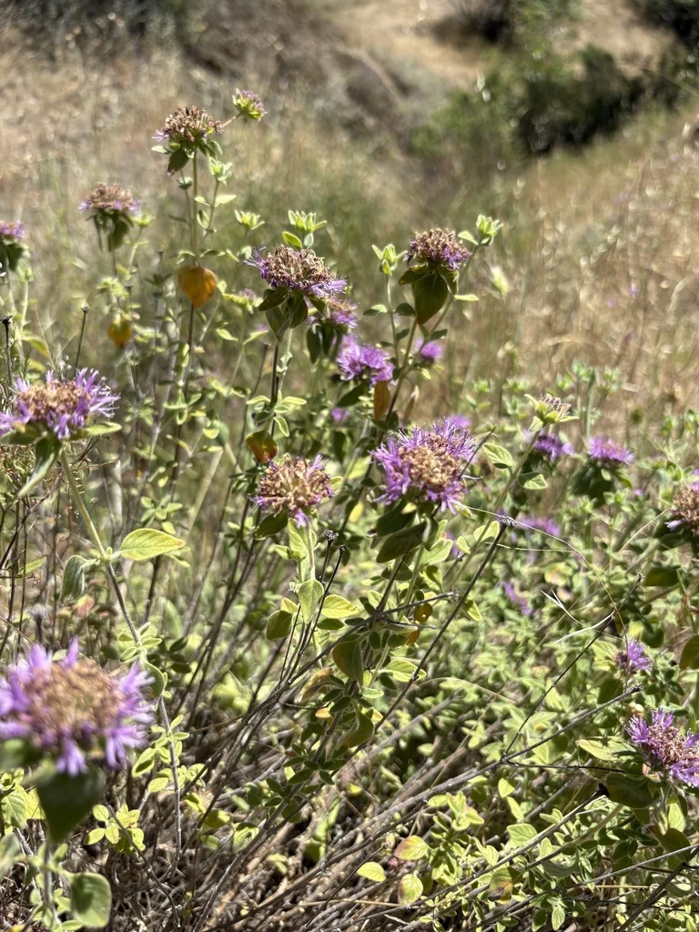 Monardella Villosa
