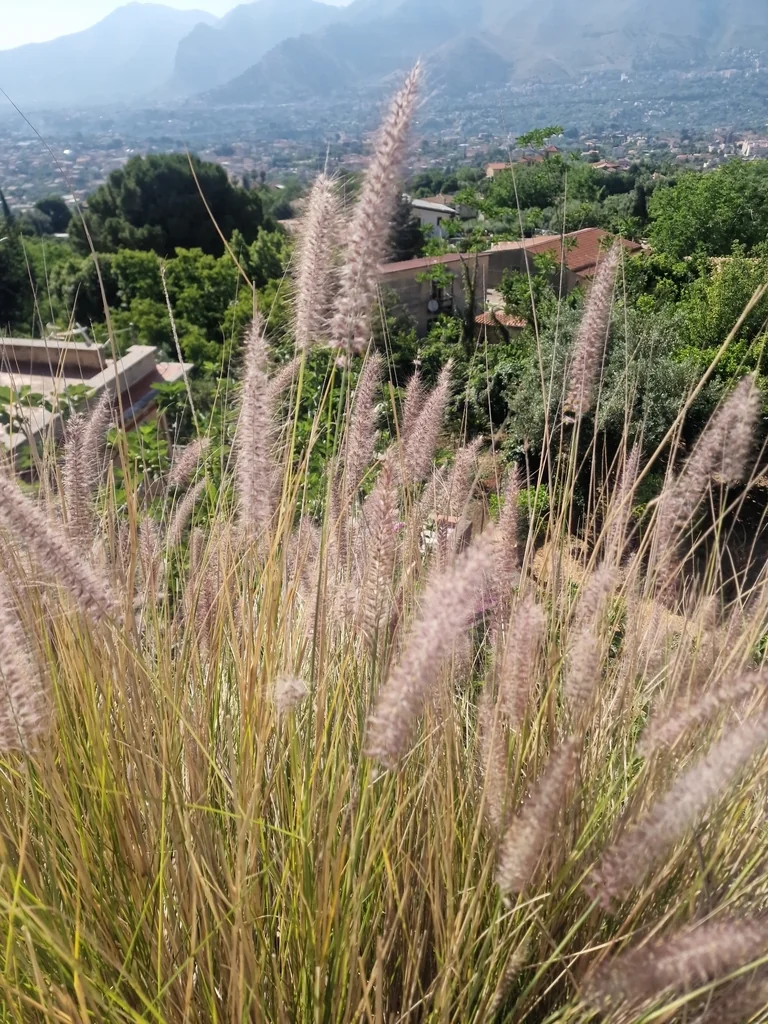 Pennisetum Setaceum