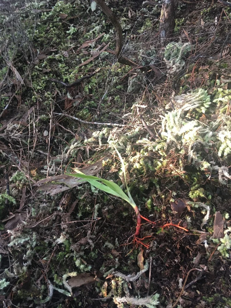 Dracaena Draco