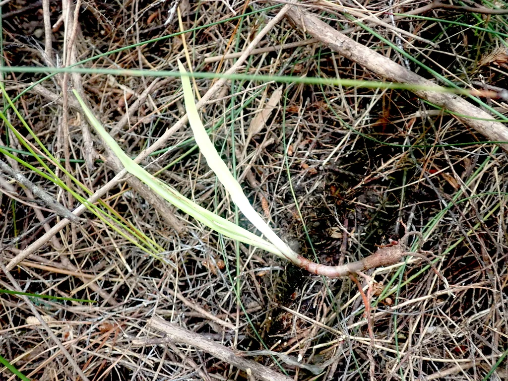 Dracaena Draco