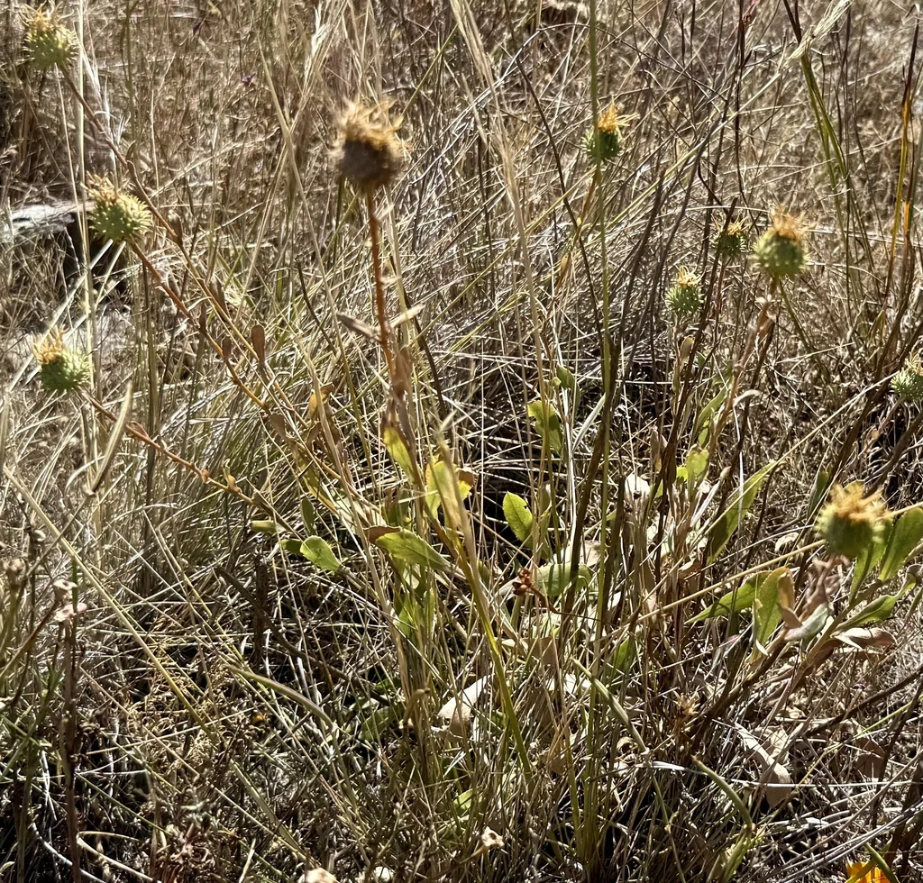 Grindelia Hirsutula