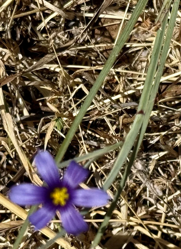 Sisyrinchium Bellum