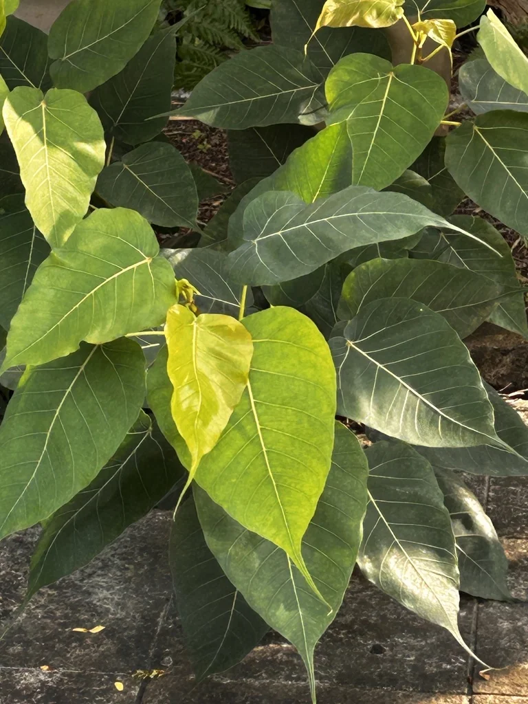Ficus Religiosa