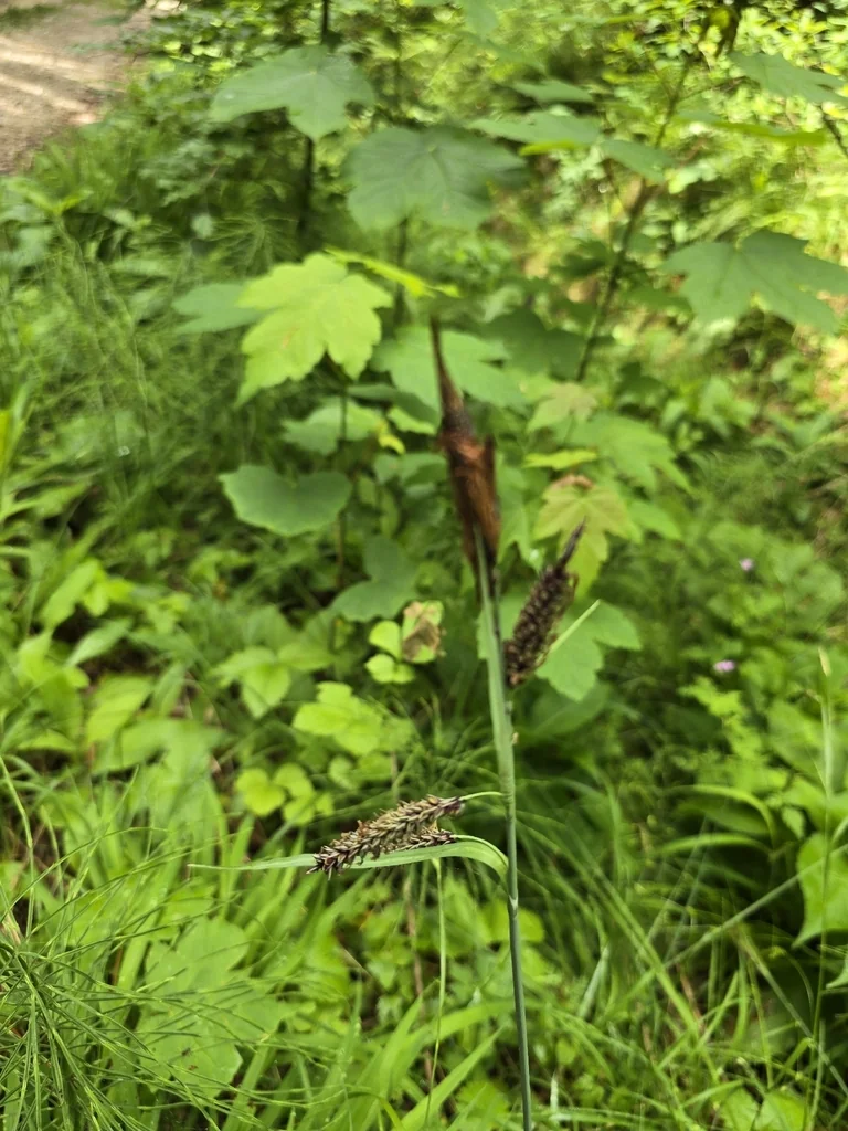 Carex Flacca
