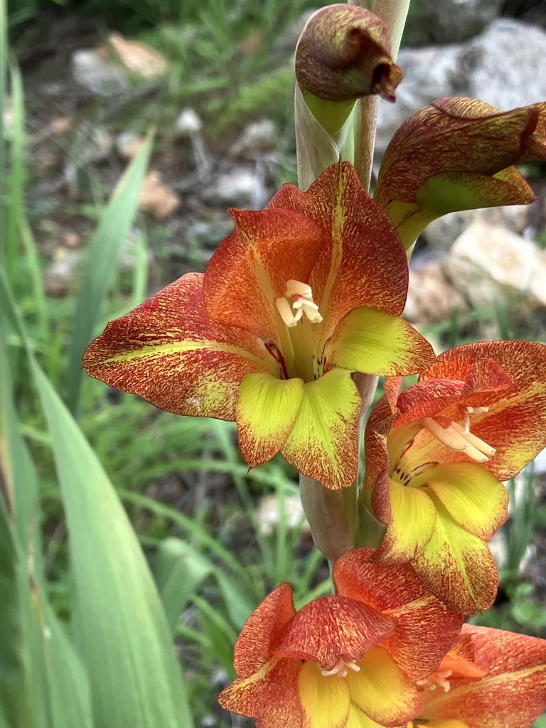 Gladiolus Dalenii
