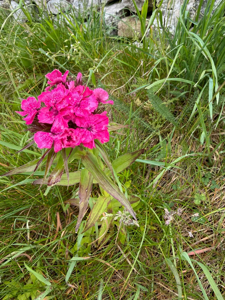 Dianthus Barbatus