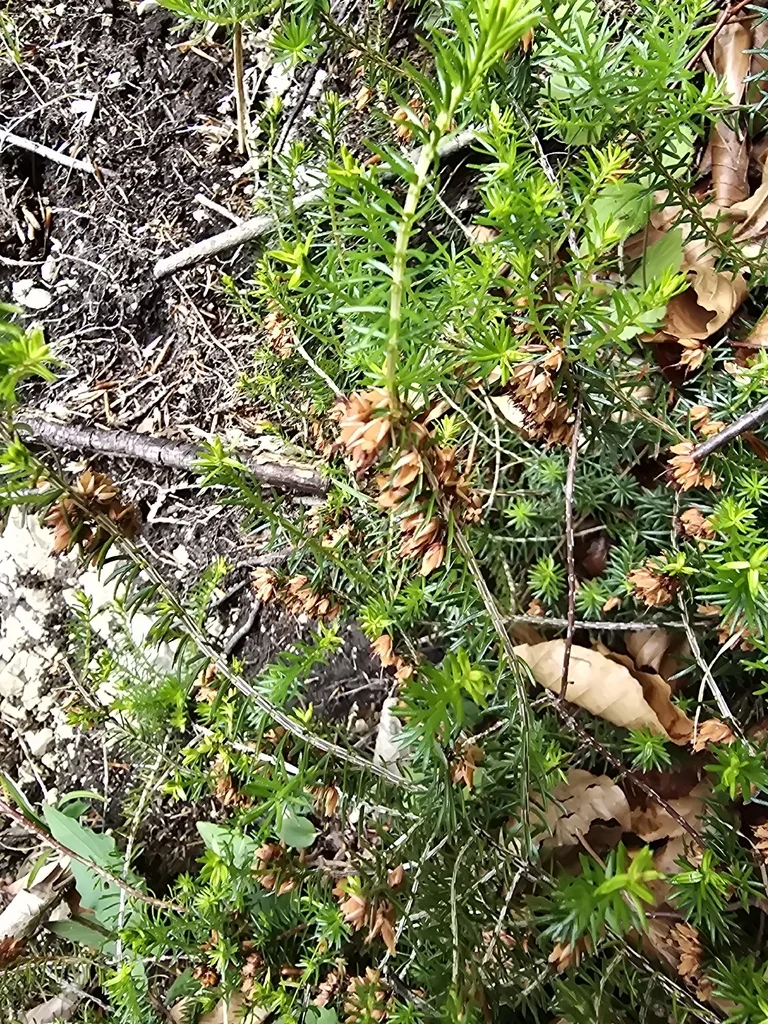 Erica Carnea