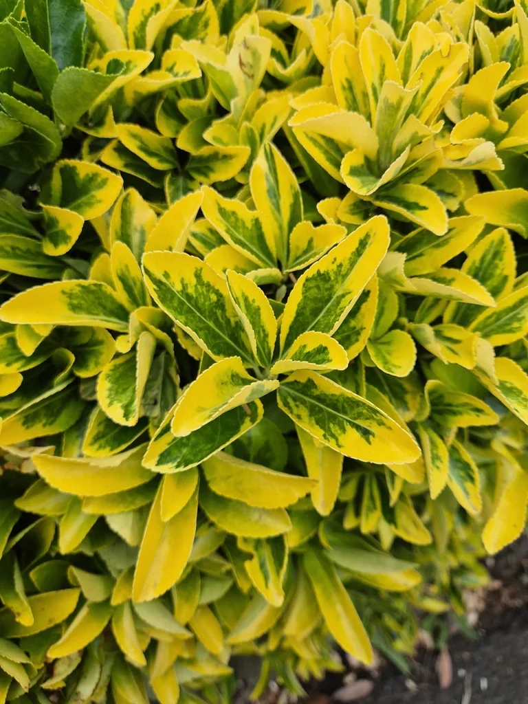 Euonymus Japonicus