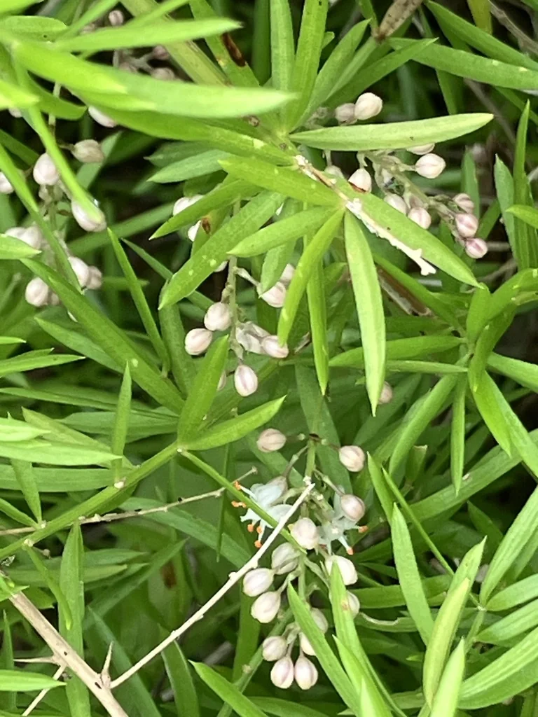 Asparagus densiflorus