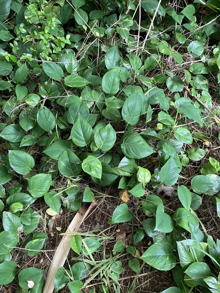 Epipremnum aureum