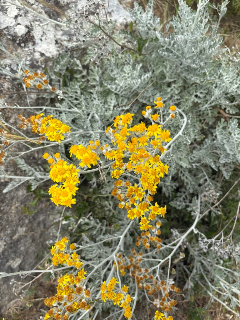 Senecio Cineraria