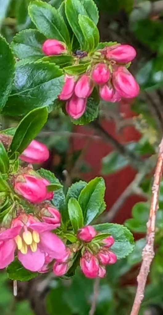 Escallonia Rubra