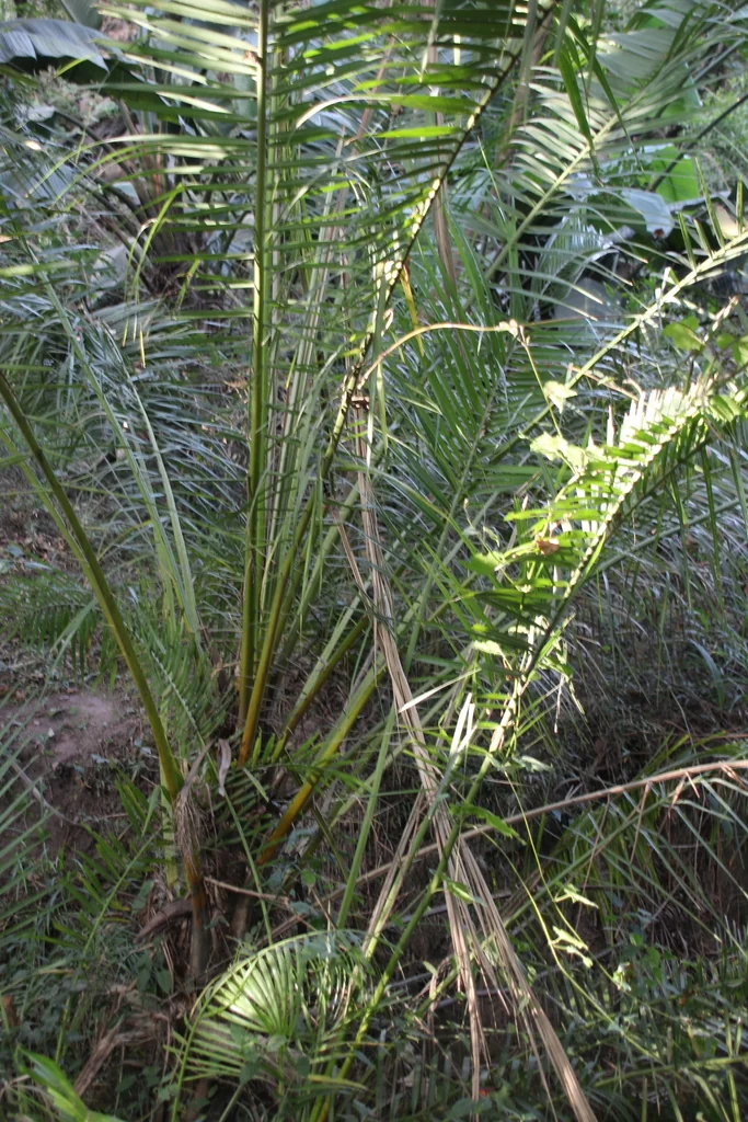 Phoenix reclinata