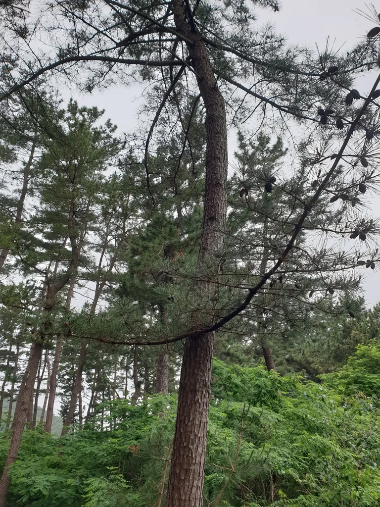 Pinus Densiflora