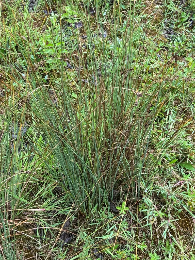 Juncus inflexus