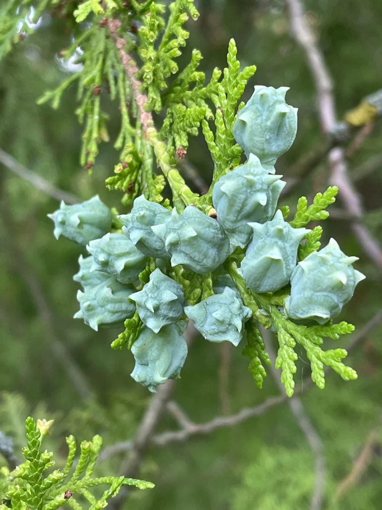 Platycladus Orientalis