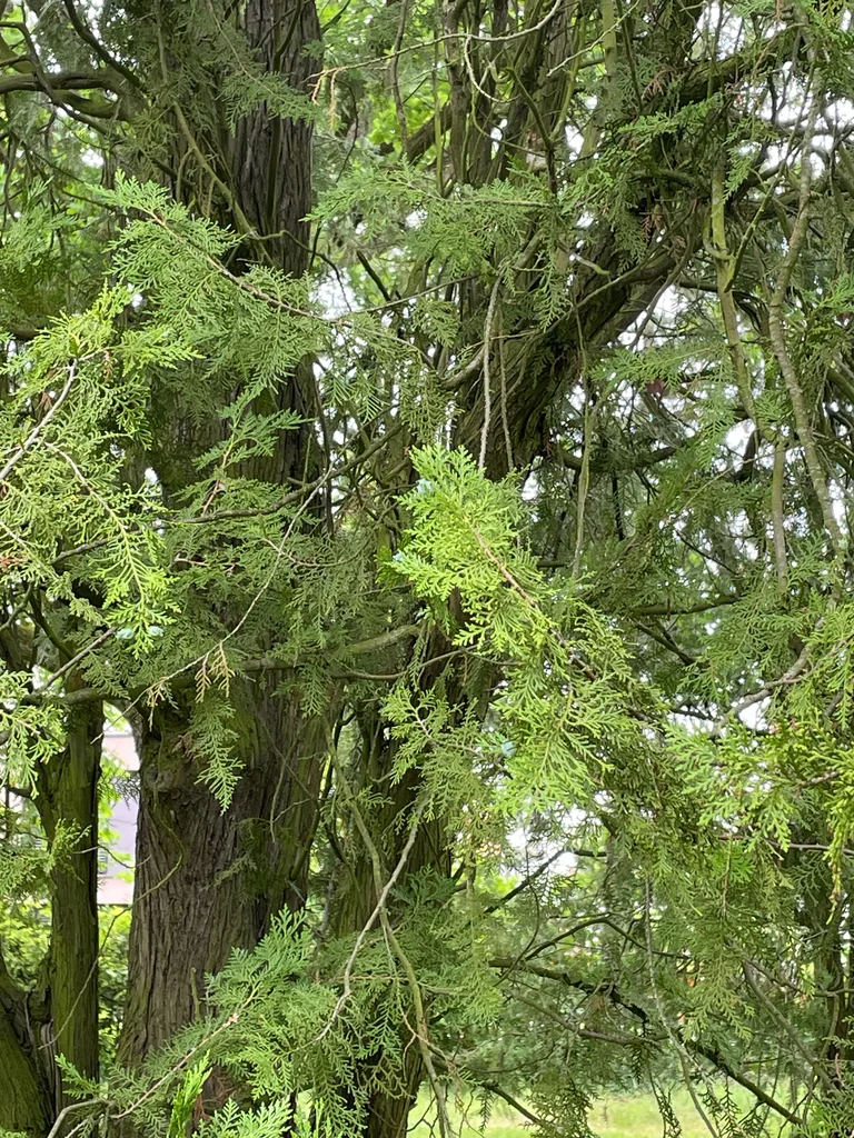 Platycladus Orientalis