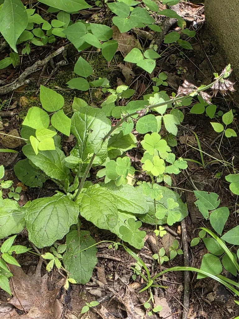 Salvia Lyrata
