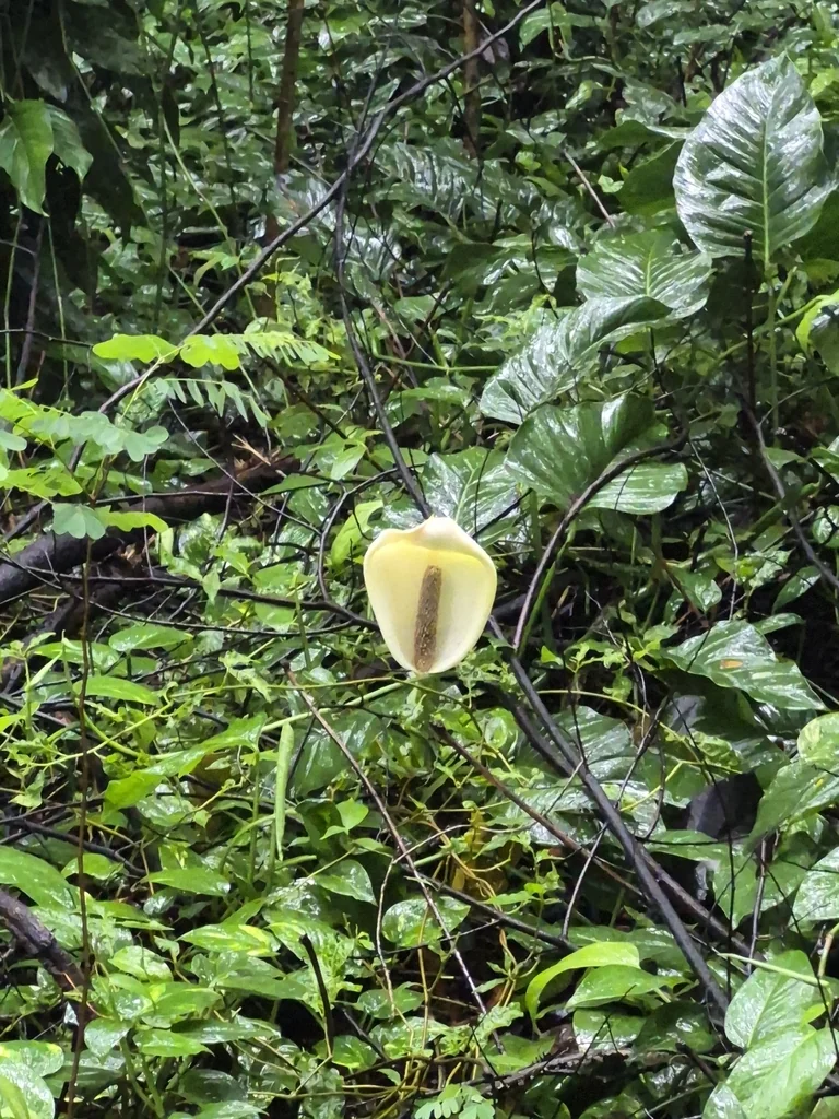 Monstera adansonii
