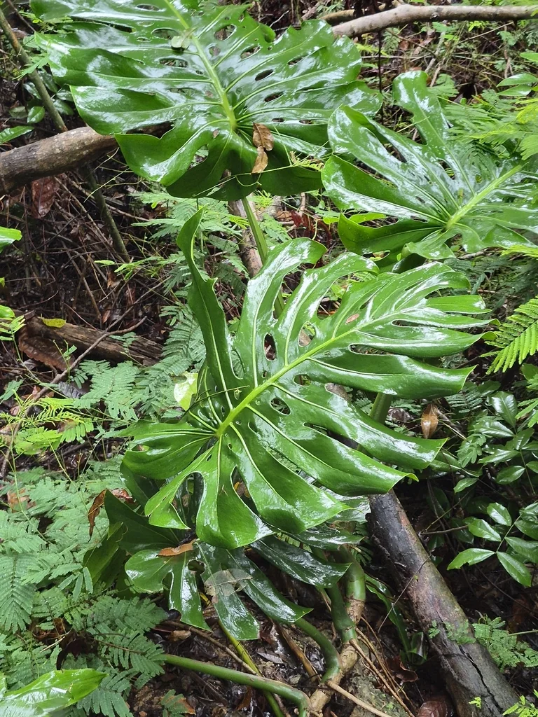 Monstera deliciosa