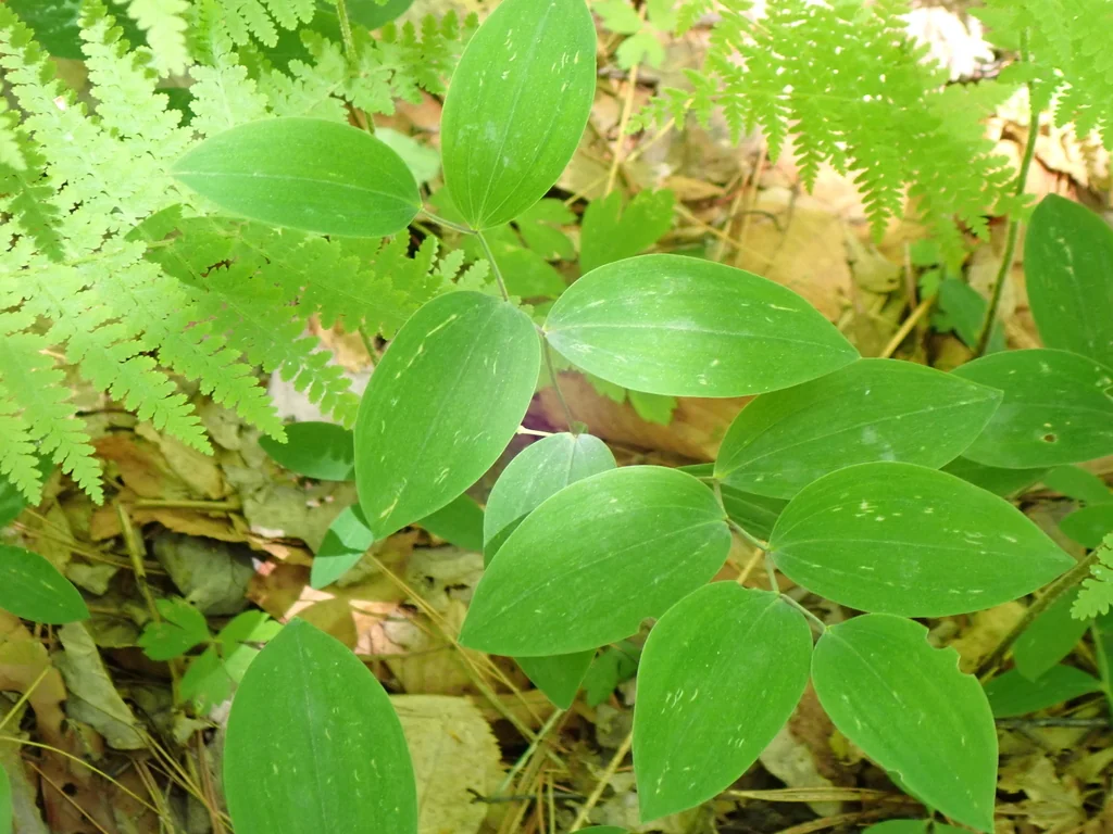 Uvularia Sessilifolia