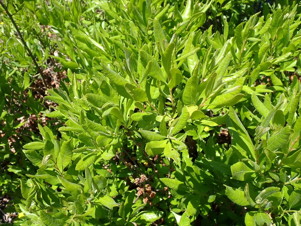 Myrica Pensylvanica