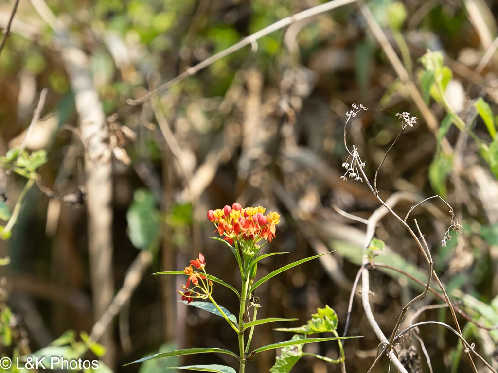 Asclepias Curassavica