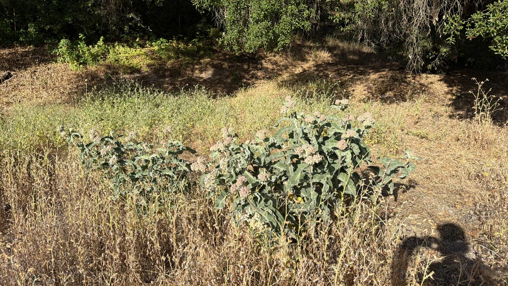Asclepias Eriocarpa