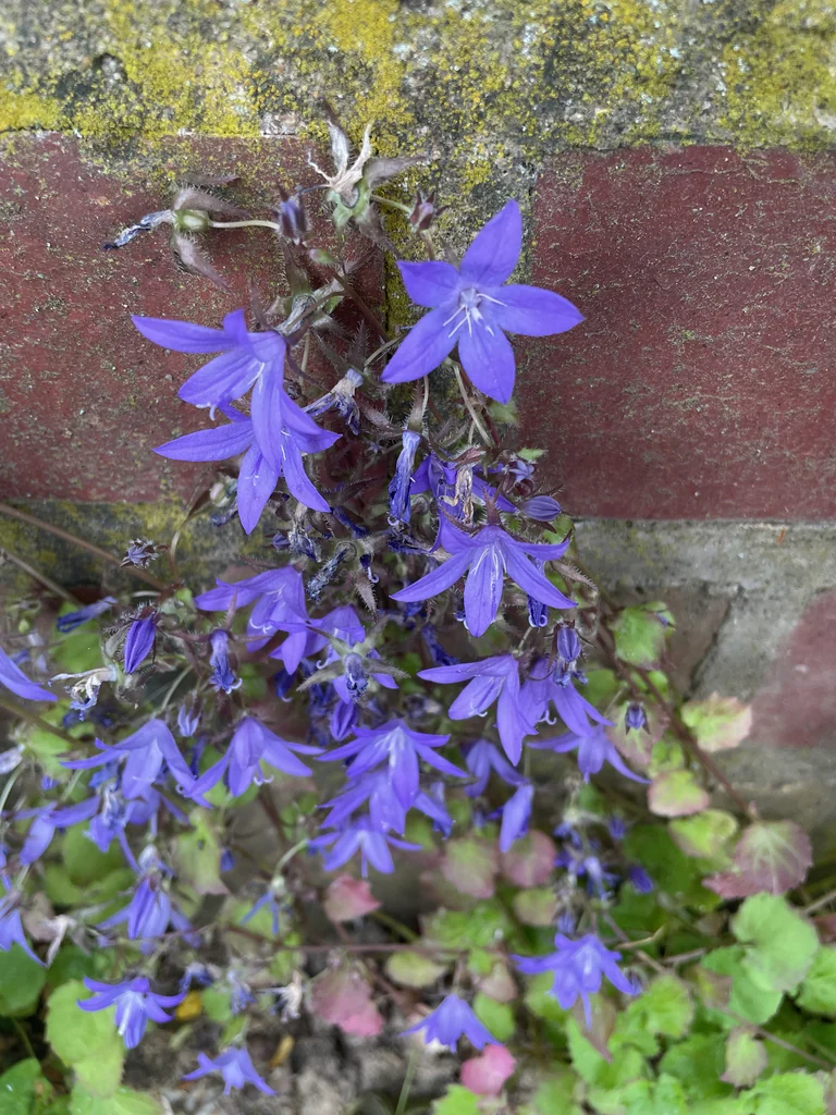 Campanula Poscharskyana