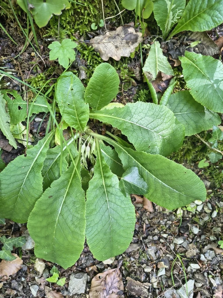 Primula vulgaris