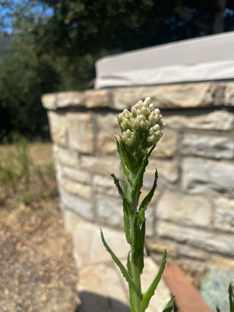 Pseudognaphalium Californicum