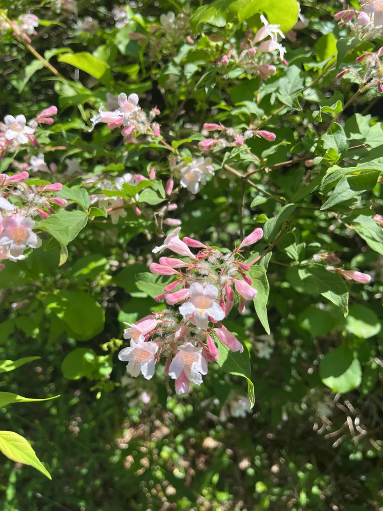 Kolkwitzia Amabilis